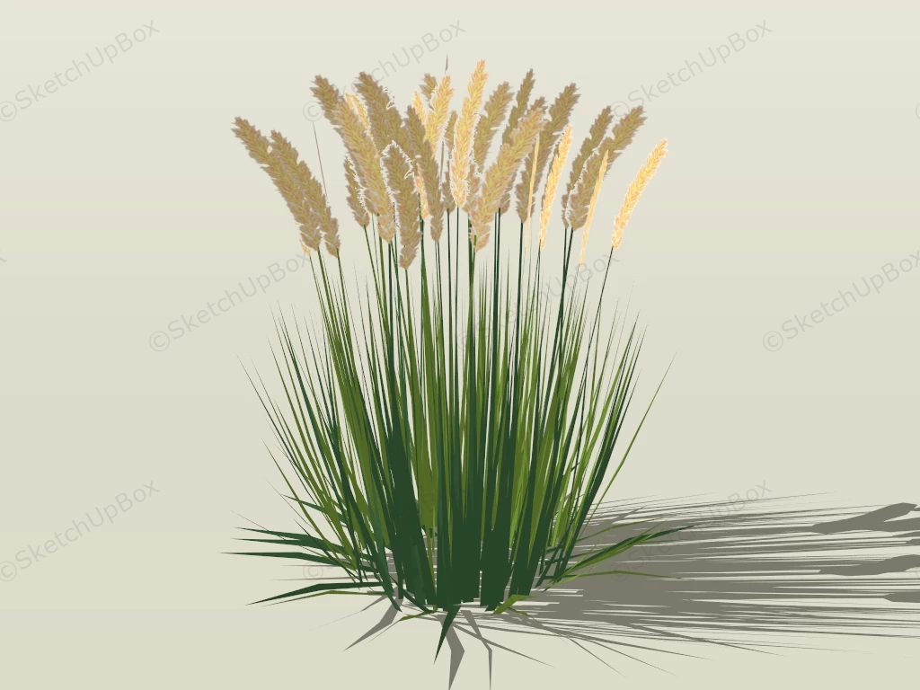 Calamagrostis Feather Reed Grass sketchup model preview - SketchupBox