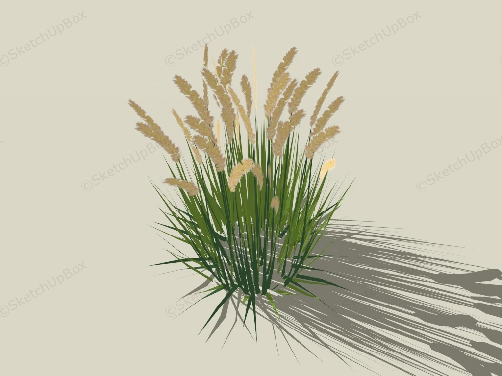 Calamagrostis Feather Reed Grass sketchup model preview - SketchupBox