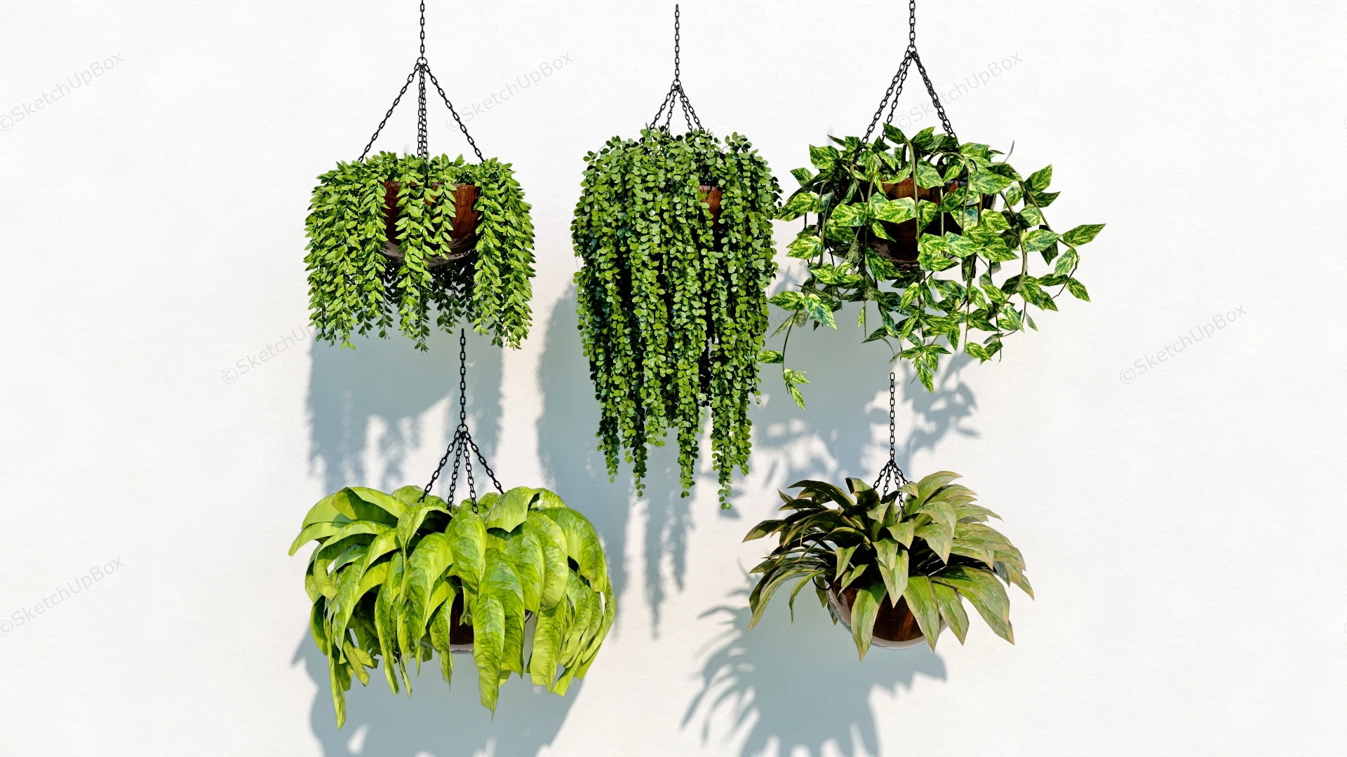 Indoor Hanging Plants sketchup model preview - SketchupBox