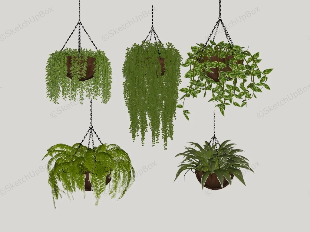 Indoor Hanging Plants sketchup model preview - SketchupBox