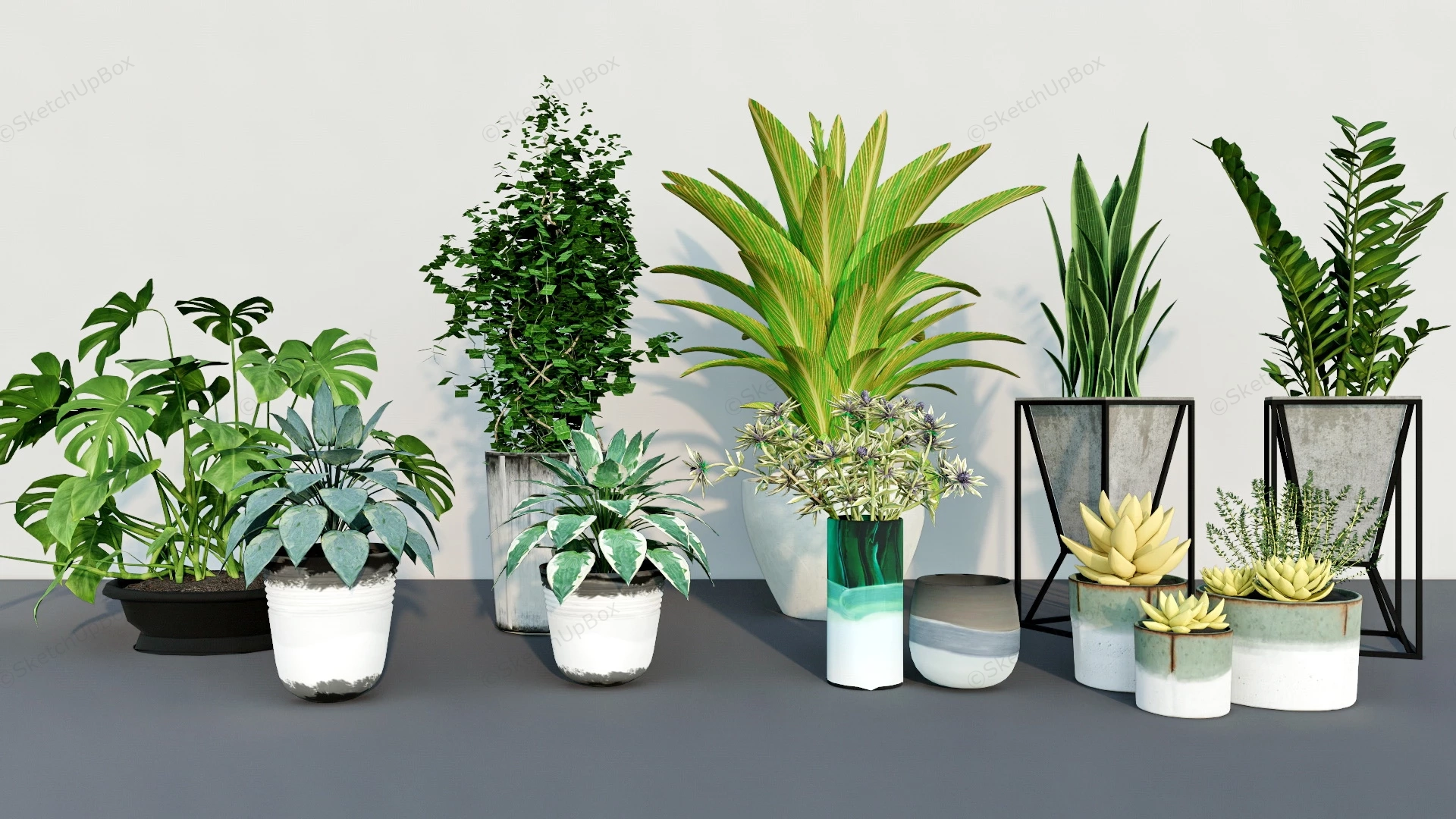 Low Light Small Indoor Plants sketchup model preview - SketchupBox