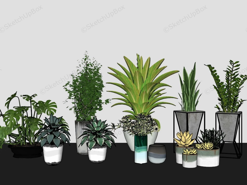 Low Light Small Indoor Plants sketchup model preview - SketchupBox