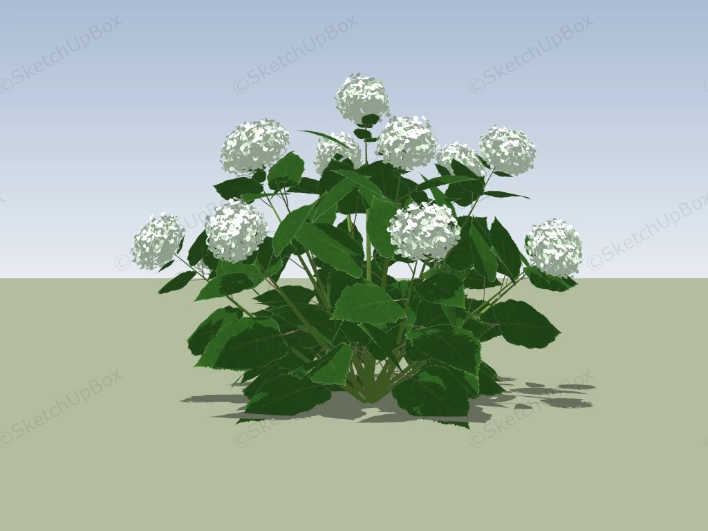 Annabelle Hydrangea Plants sketchup model preview - SketchupBox