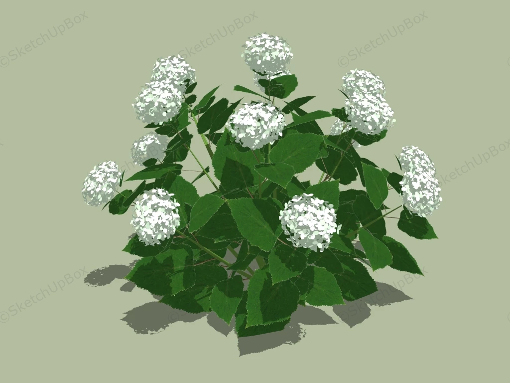 Annabelle Hydrangea Plants sketchup model preview - SketchupBox