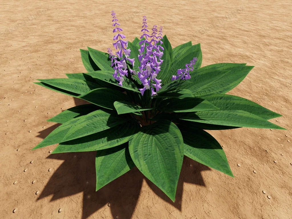 Blooming Hosta Clausa Plant sketchup model preview - SketchupBox