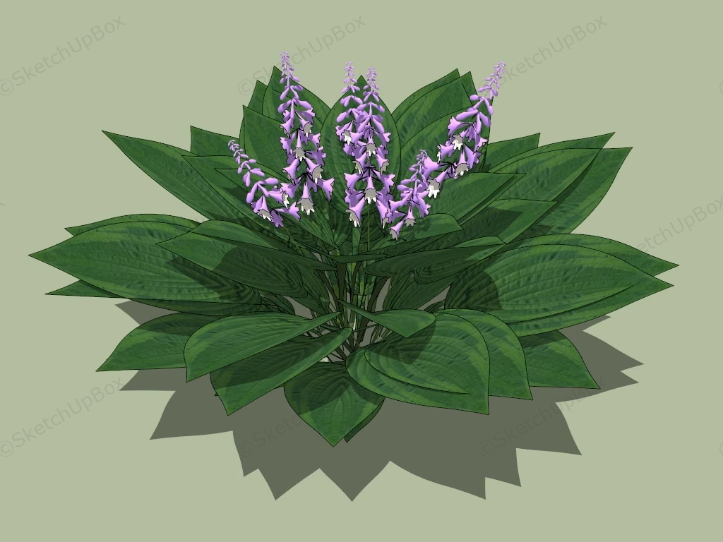 Blooming Hosta Clausa Plant sketchup model preview - SketchupBox