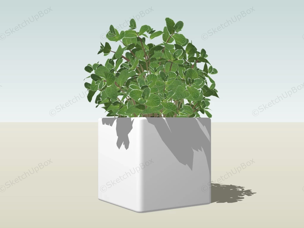 Mint In Pot sketchup model preview - SketchupBox