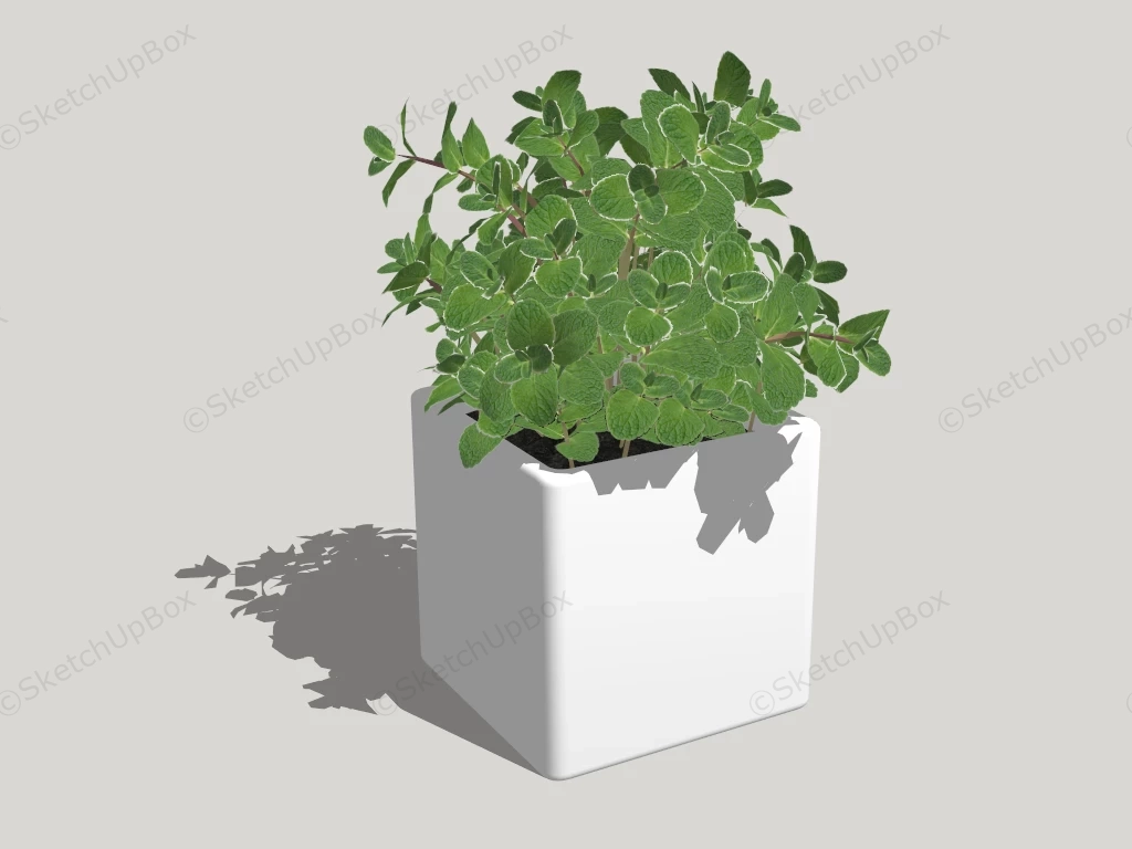 Mint In Pot sketchup model preview - SketchupBox