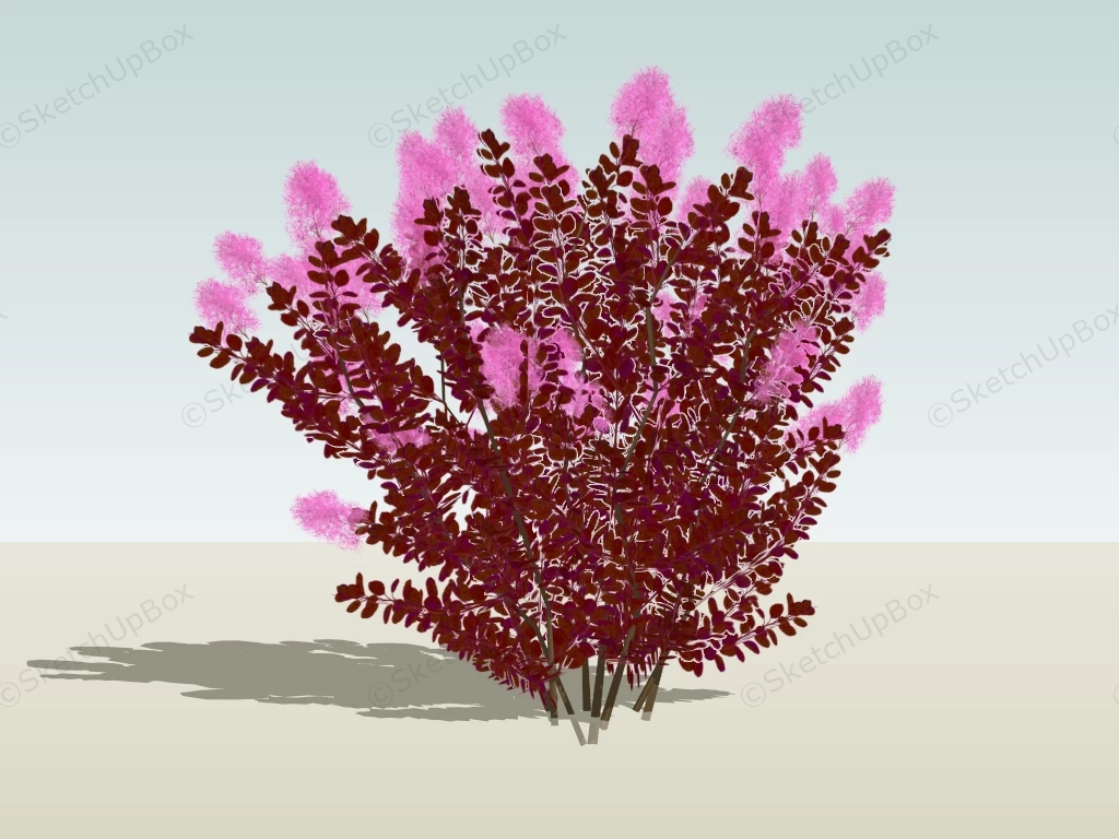 Burgundy Spiraea Plant sketchup model preview - SketchupBox