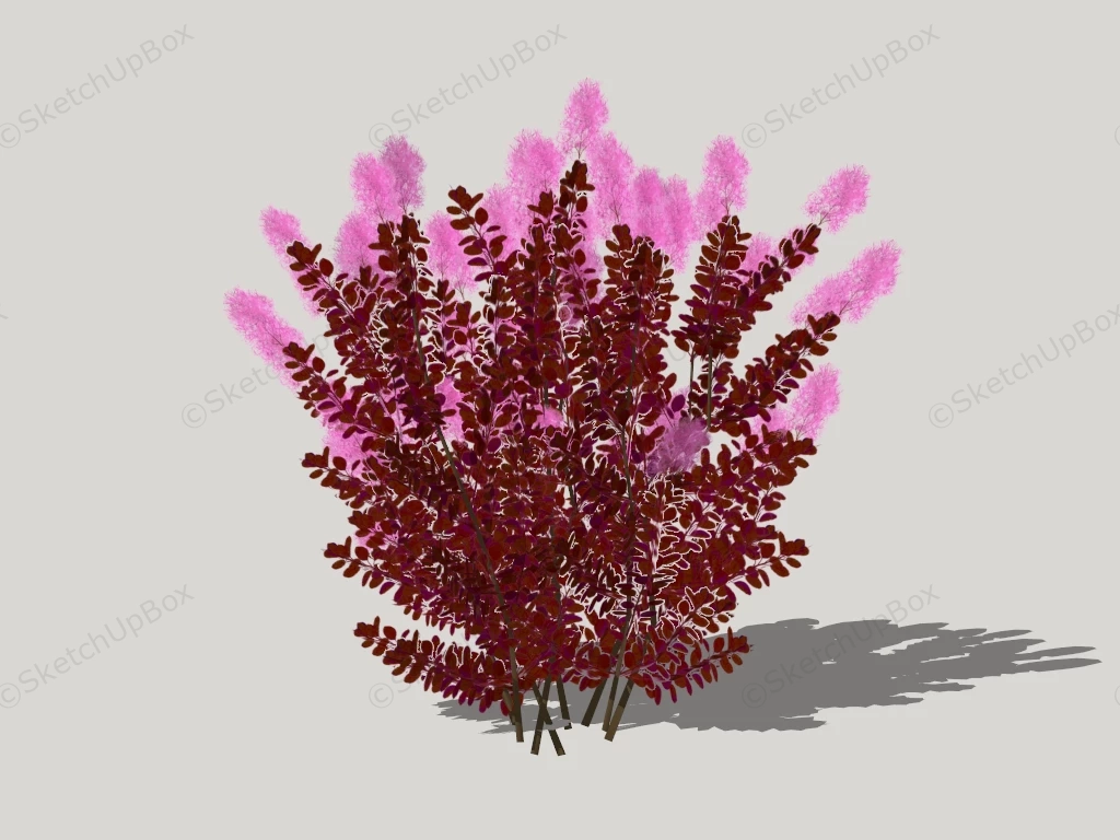 Burgundy Spiraea Plant sketchup model preview - SketchupBox