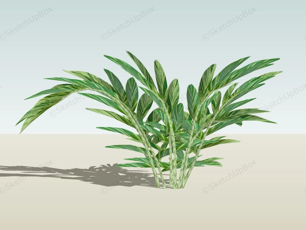 Alpinia Zerumbet Plant sketchup model preview - SketchupBox