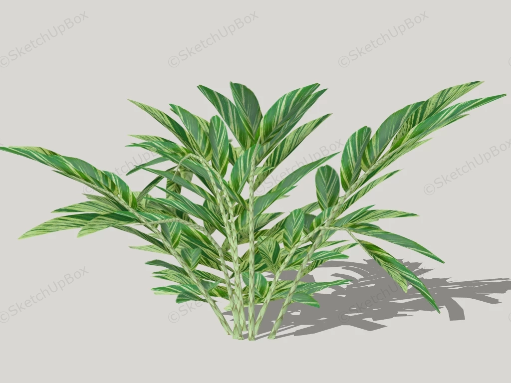 Alpinia Zerumbet Plant sketchup model preview - SketchupBox