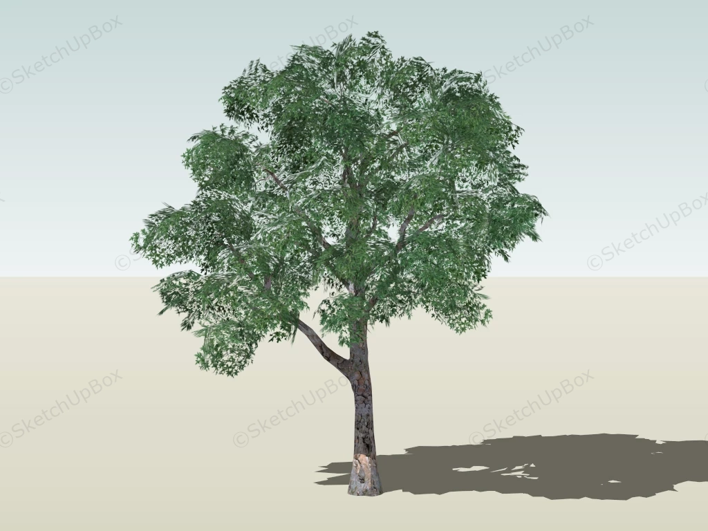 Platanus Tree sketchup model preview - SketchupBox