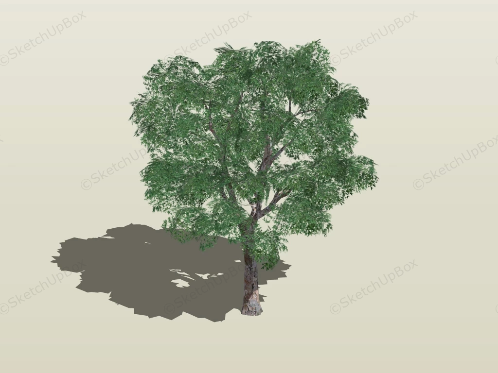 Platanus Tree sketchup model preview - SketchupBox