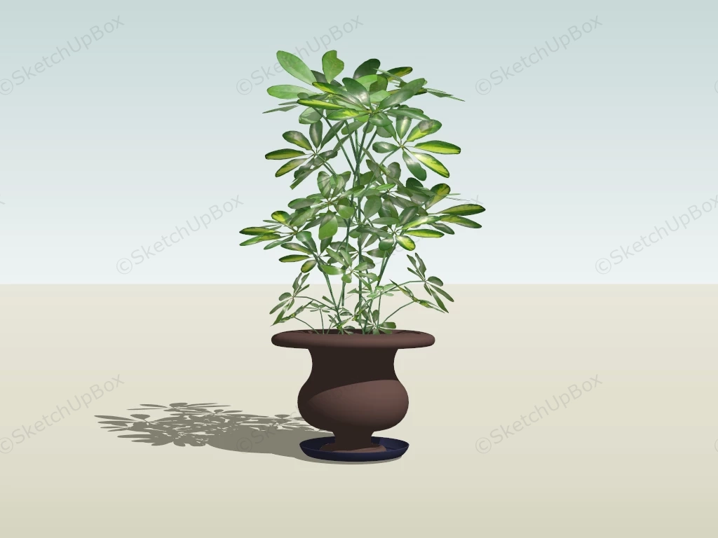 Umbrella Tree Indoor Plant sketchup model preview - SketchupBox