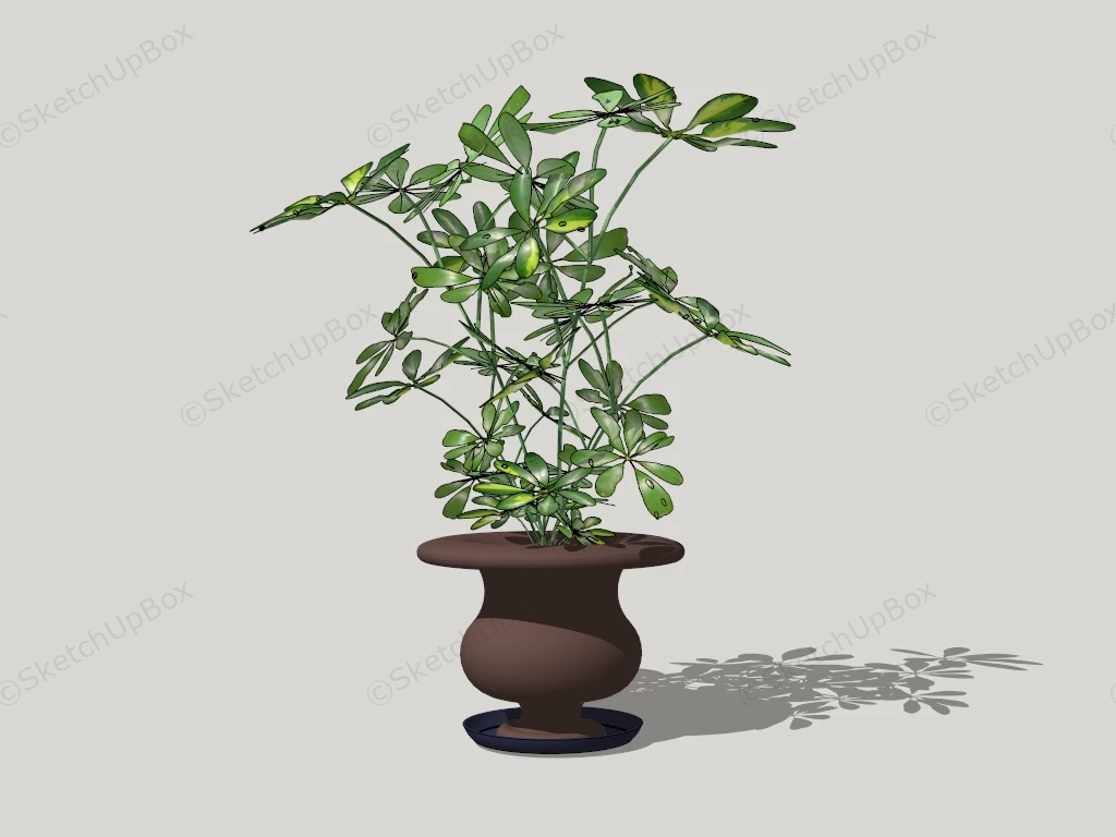 Umbrella Tree Indoor Plant sketchup model preview - SketchupBox