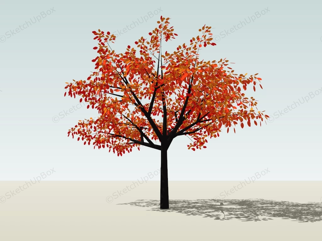 Fall Color Tree sketchup model preview - SketchupBox