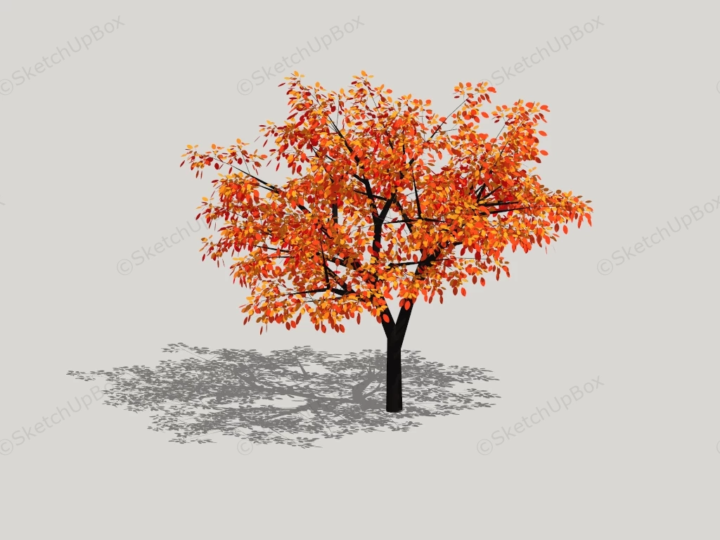 Fall Color Tree sketchup model preview - SketchupBox