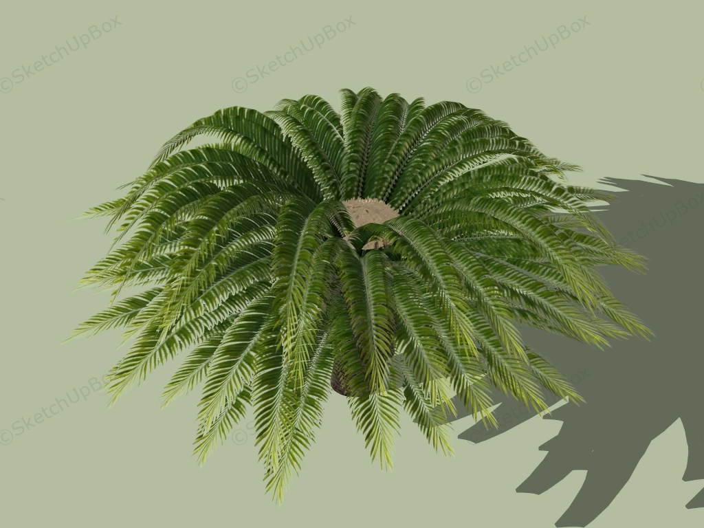 King Sago Palm Tree sketchup model preview - SketchupBox