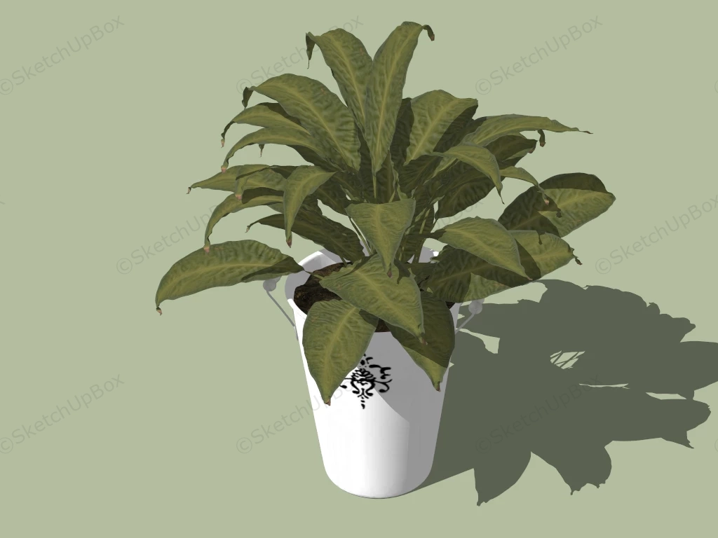 Bird Nest Fern Plant sketchup model preview - SketchupBox