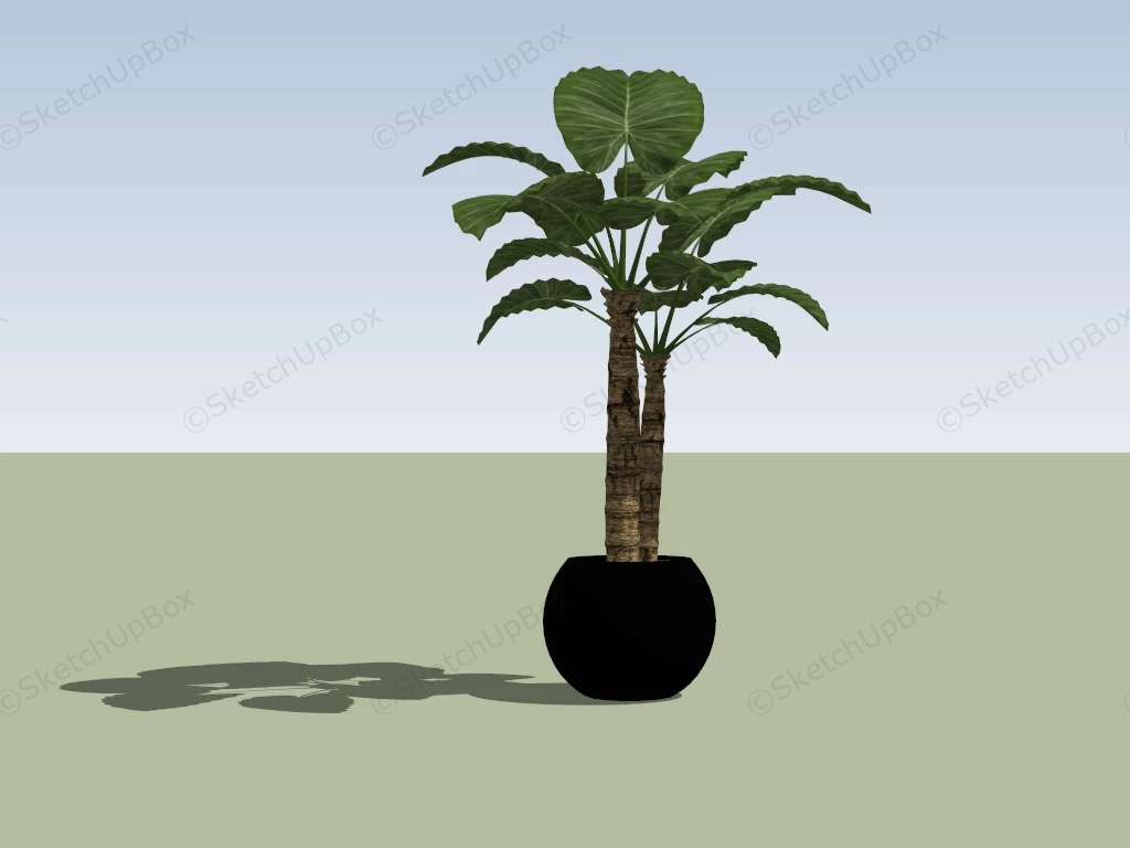 Tall Swiss Cheese Plant sketchup model preview - SketchupBox