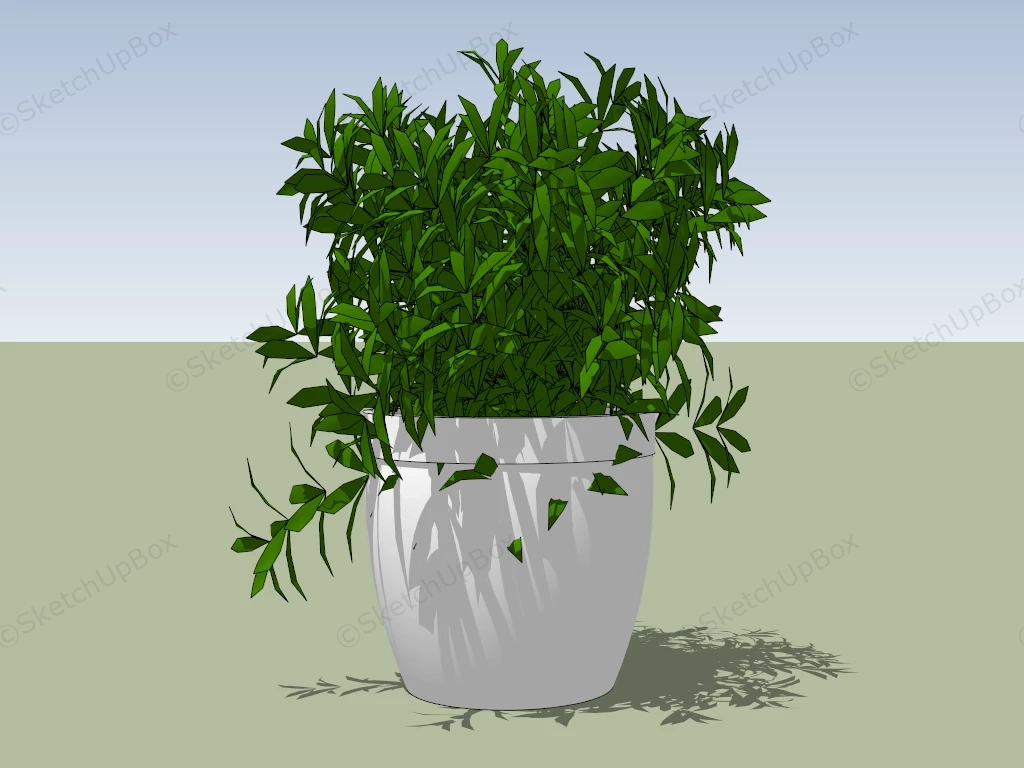 China Doll Plant sketchup model preview - SketchupBox