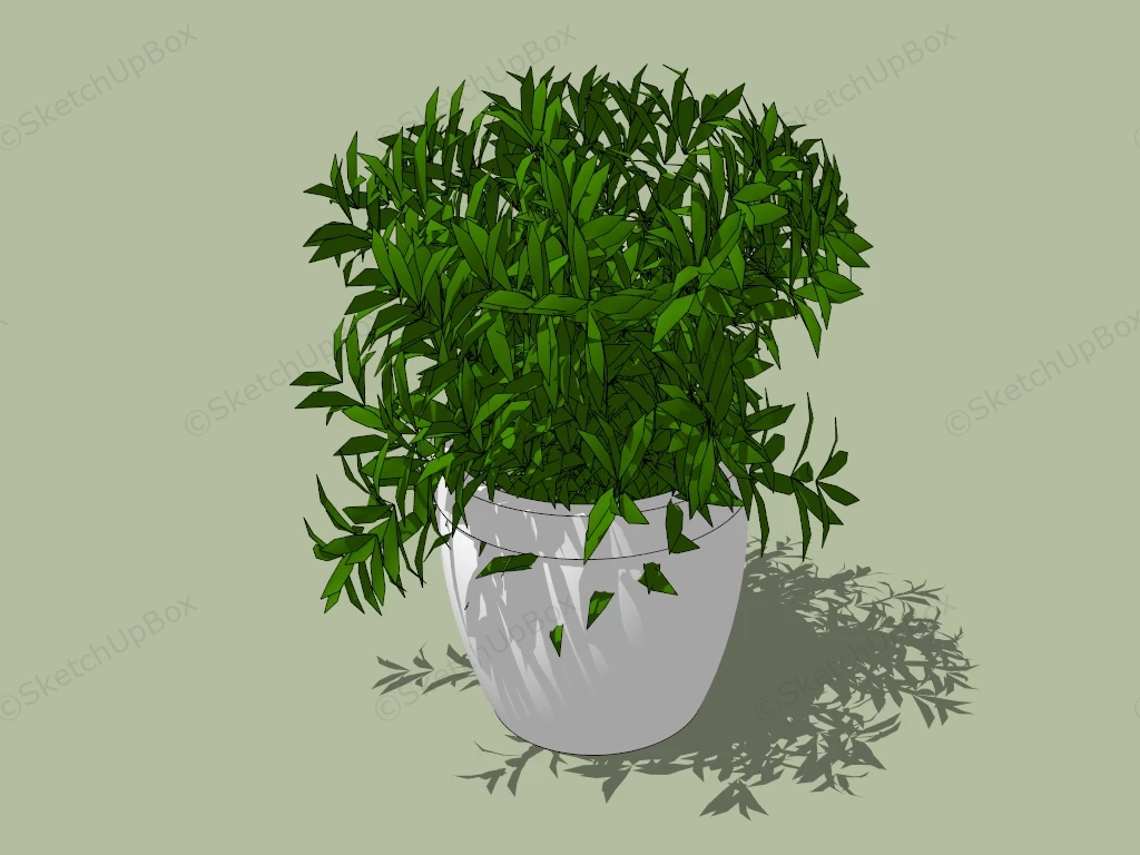 China Doll Plant sketchup model preview - SketchupBox