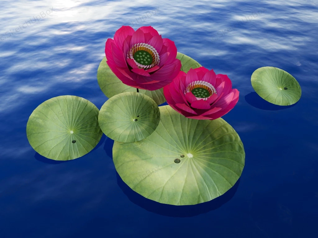 Beautiful Lotus Flower sketchup model preview - SketchupBox