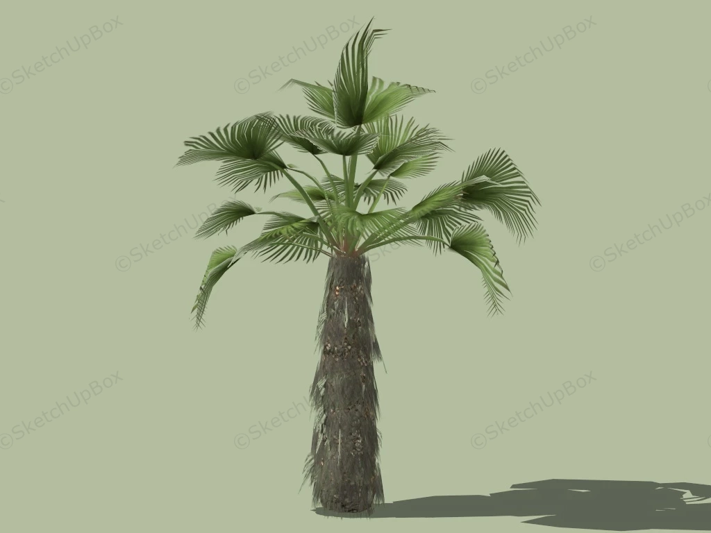 Mexican Fan Palm Tree sketchup model preview - SketchupBox