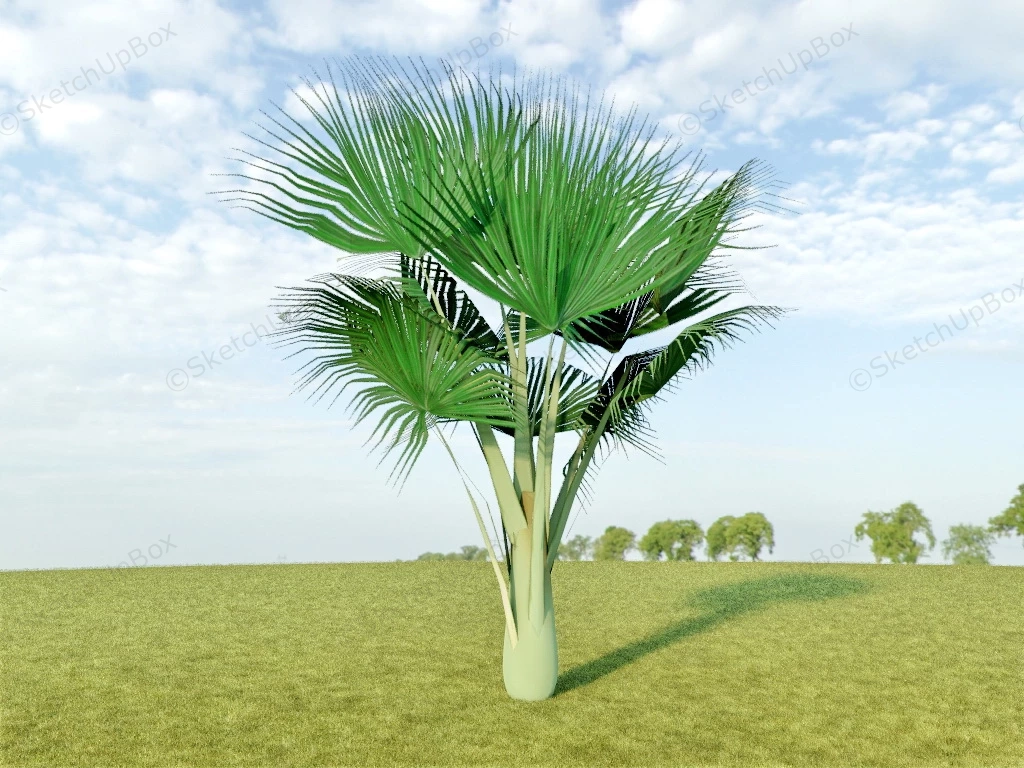 Tropical Fan Palm sketchup model preview - SketchupBox