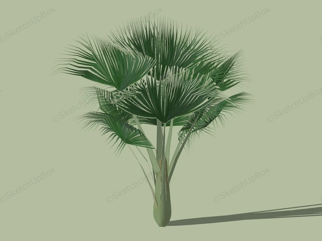 Tropical Fan Palm sketchup model preview - SketchupBox