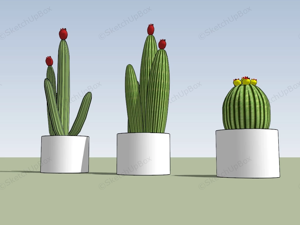 Potted Cactus Plants sketchup model preview - SketchupBox