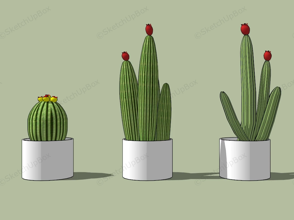 Potted Cactus Plants sketchup model preview - SketchupBox