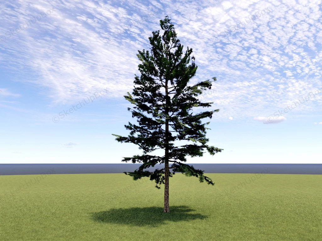 Deodar Tree sketchup model preview - SketchupBox