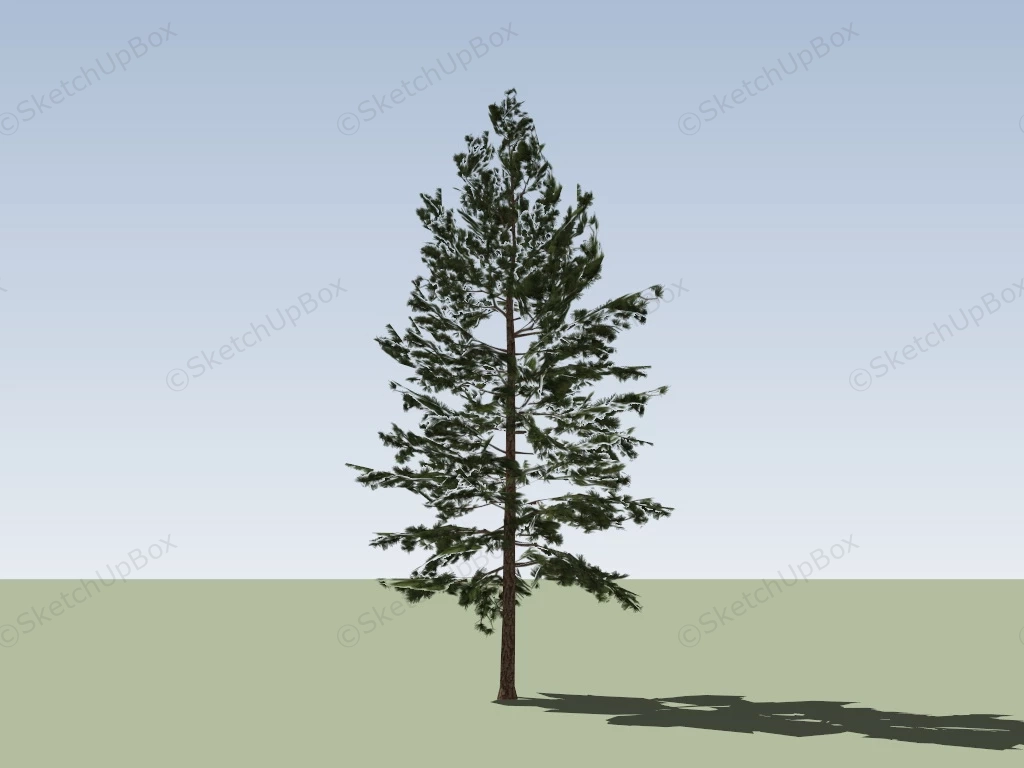 Deodar Tree sketchup model preview - SketchupBox