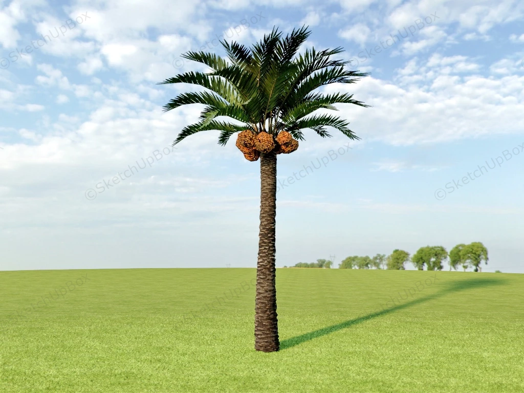 Coconut Palm Tree sketchup model preview - SketchupBox