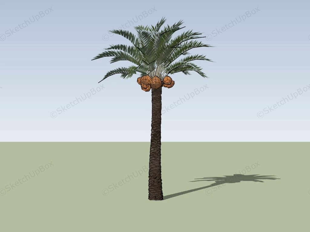 Coconut Palm Tree sketchup model preview - SketchupBox