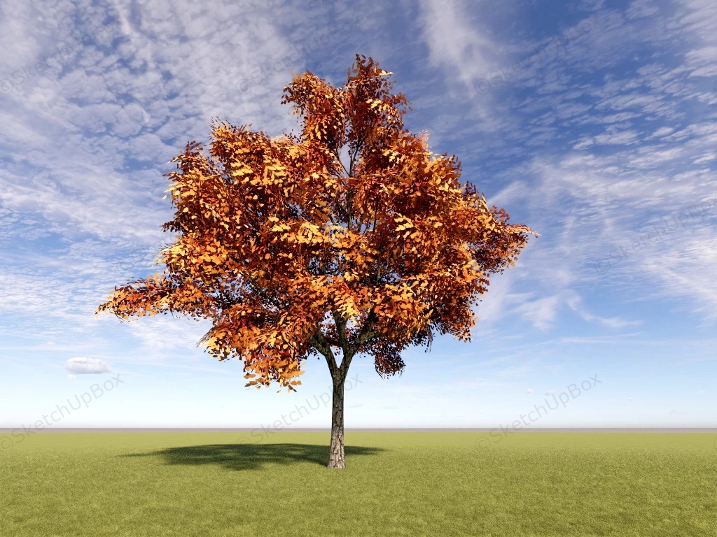 Autumn Tree sketchup model preview - SketchupBox