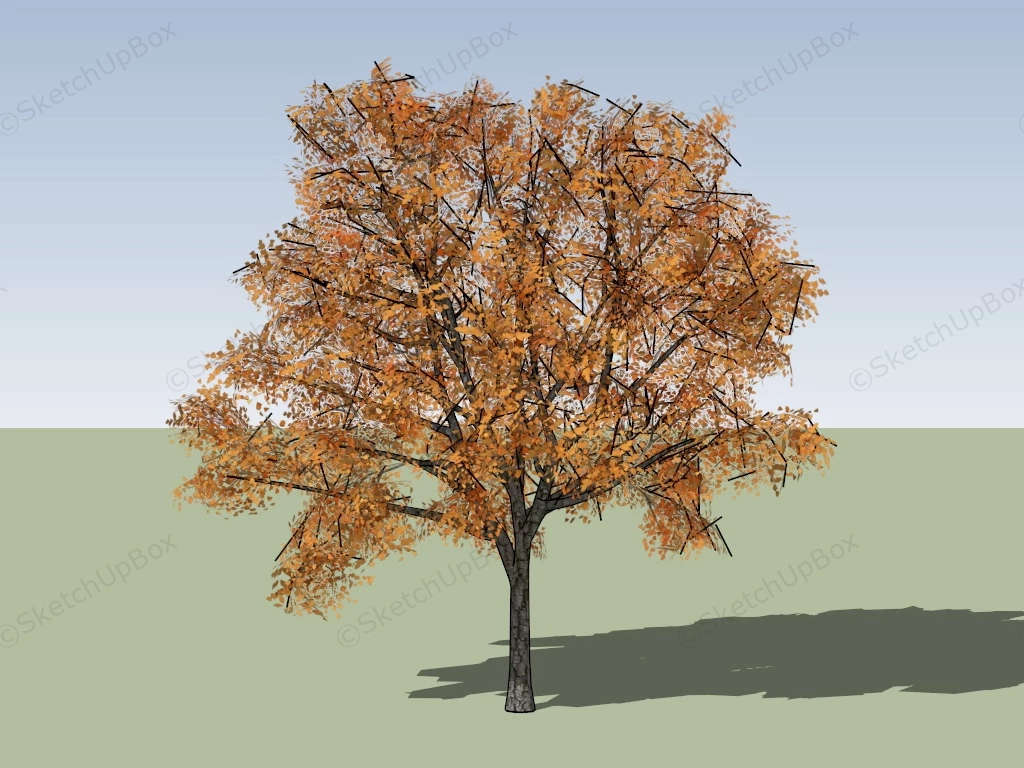 Autumn Tree sketchup model preview - SketchupBox