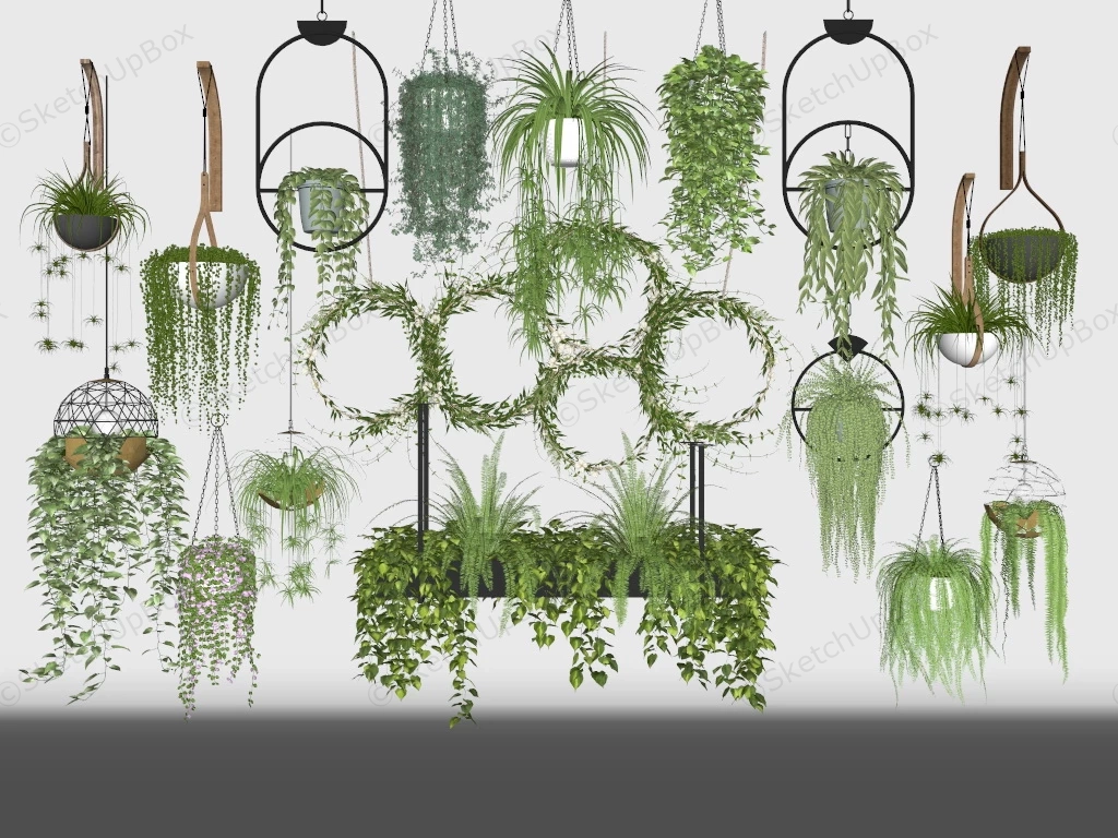 Various Types Of Indoor Hanging Plants sketchup model preview - SketchupBox