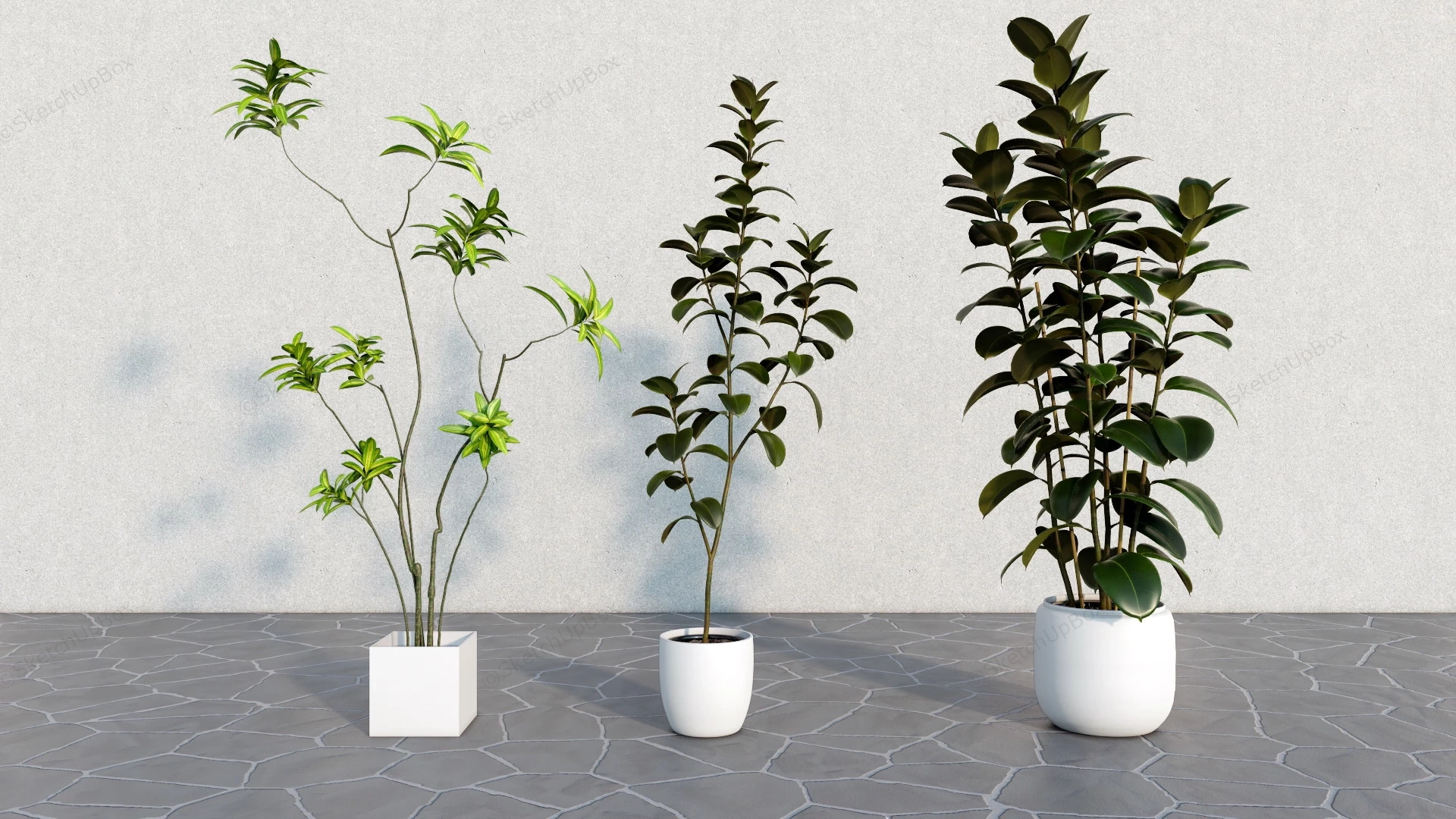 Tall Indoor Tree Plants sketchup model preview - SketchupBox