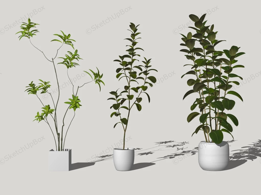 Tall Indoor Tree Plants sketchup model preview - SketchupBox