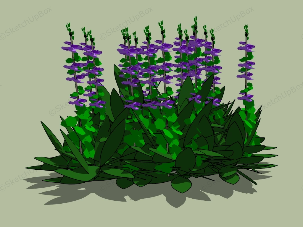 Purple Sage Plant sketchup model preview - SketchupBox