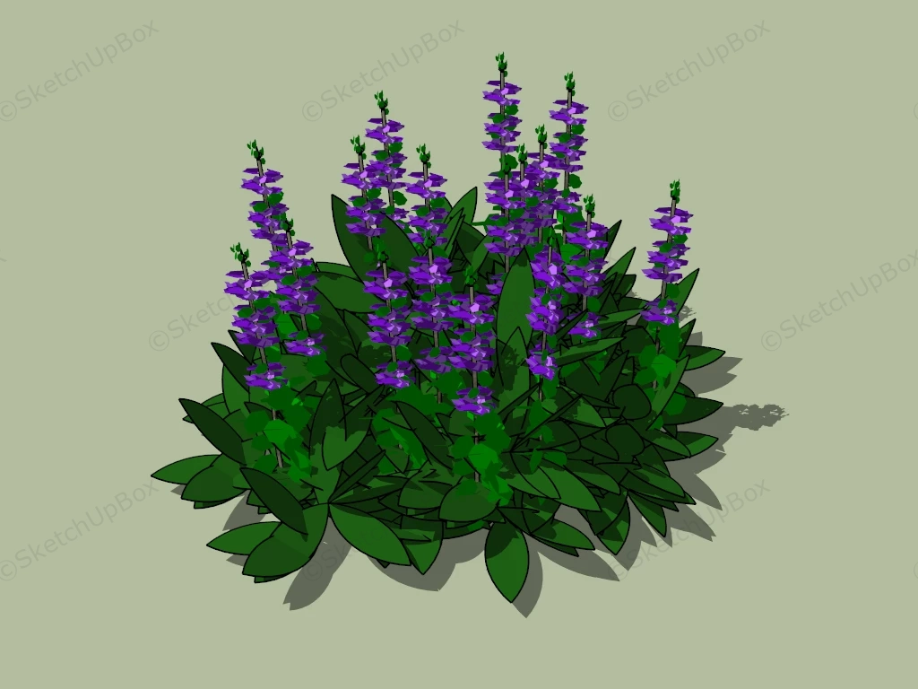 Purple Sage Plant sketchup model preview - SketchupBox