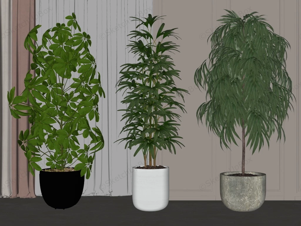 3 Large And Tall Houseplants sketchup model preview - SketchupBox