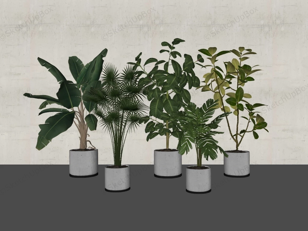 Tall Tropical Indoor Plants sketchup model preview - SketchupBox