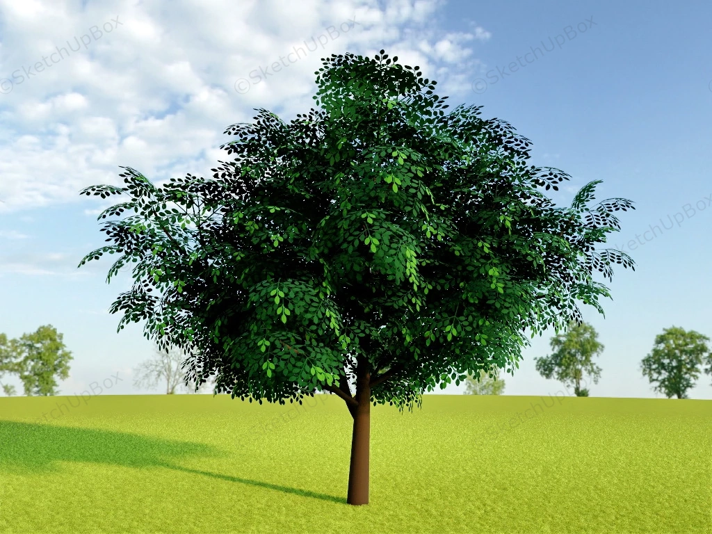 Locust Tree sketchup model preview - SketchupBox