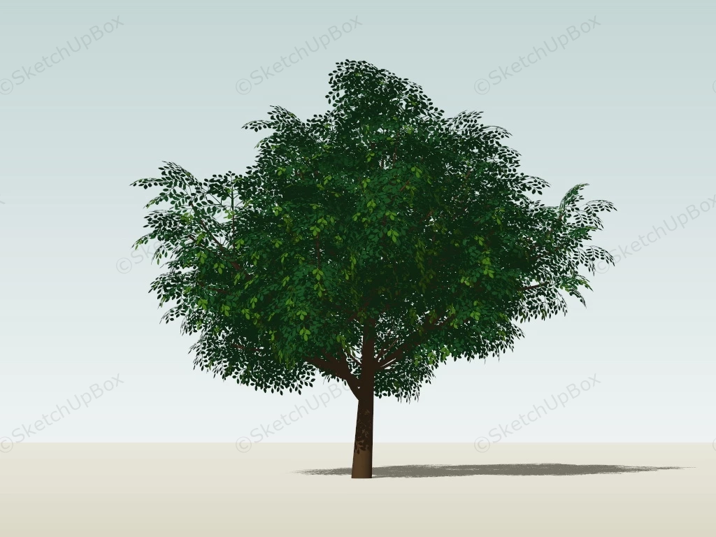 Locust Tree sketchup model preview - SketchupBox