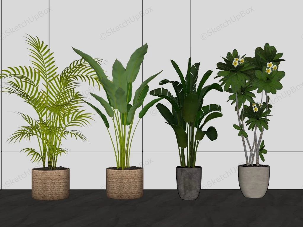 Large Indoor Floor Plants sketchup model preview - SketchupBox