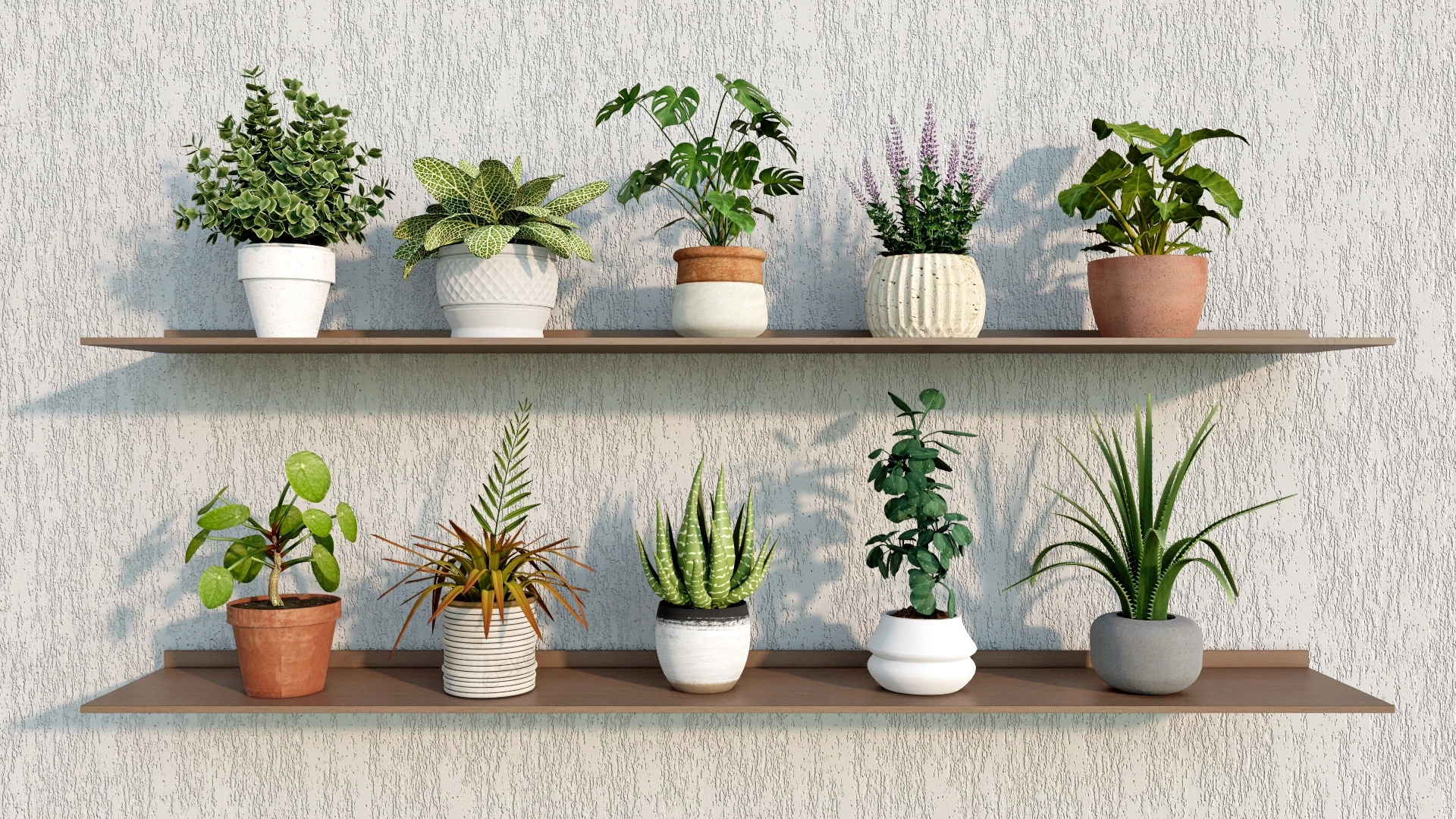 10 Small Indoor Potted Plants sketchup model preview - SketchupBox